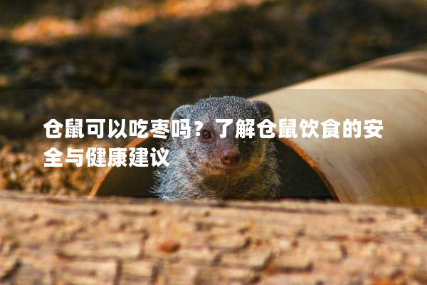 仓鼠可以吃枣吗？了解仓鼠饮食的安全与健康建议
