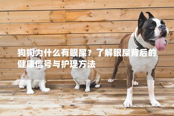狗狗为什么有眼屎？了解眼屎背后的健康信号与护理方法