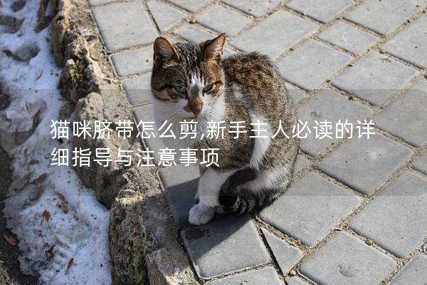 猫咪脐带怎么剪,新手主人必读的详细指导与注意事项