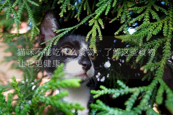 猫咪不能吃什么食物，了解这些食物让它更健康
