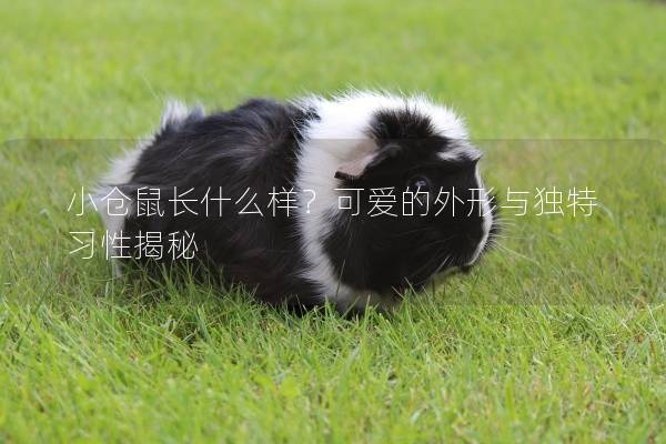 小仓鼠长什么样？可爱的外形与独特习性揭秘