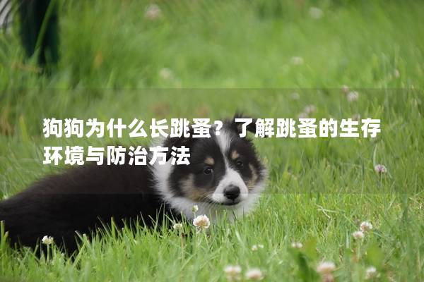 狗狗为什么长跳蚤？了解跳蚤的生存环境与防治方法