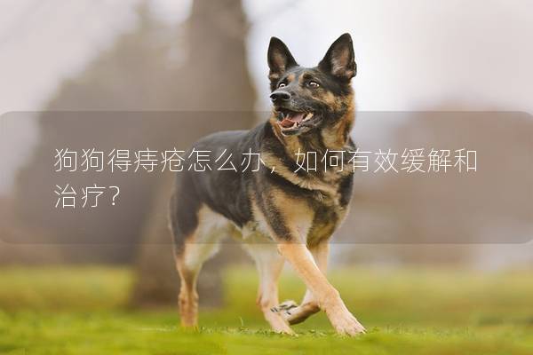 狗狗得痔疮怎么办，如何有效缓解和治疗？