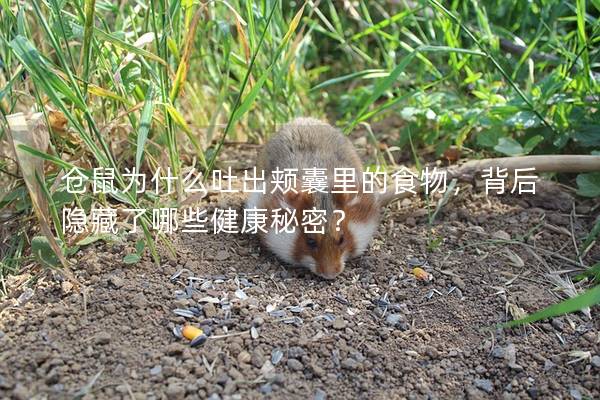 仓鼠为什么吐出颊囊里的食物，背后隐藏了哪些健康秘密？