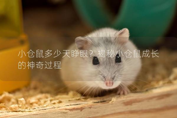 小仓鼠多少天睁眼？揭秘小仓鼠成长的神奇过程