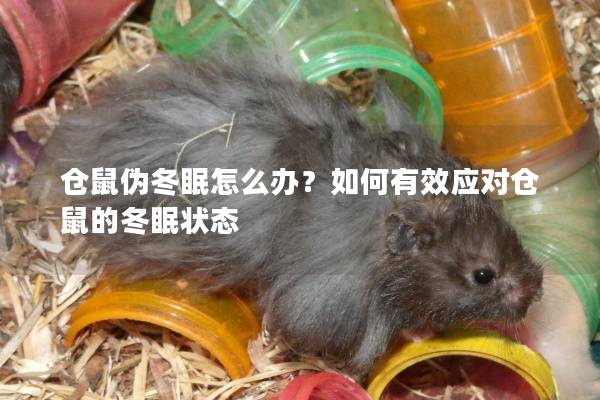 仓鼠伪冬眠怎么办？如何有效应对仓鼠的冬眠状态