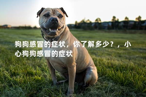 狗狗感冒的症状,你了解多少?,小心狗狗感冒的症状 狗狗感冒的症状,你了解多少?,小心狗狗感冒的症状