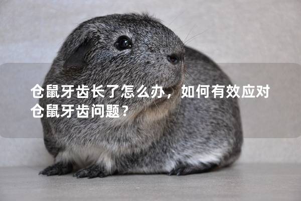 仓鼠牙齿长了怎么办，如何有效应对仓鼠牙齿问题？