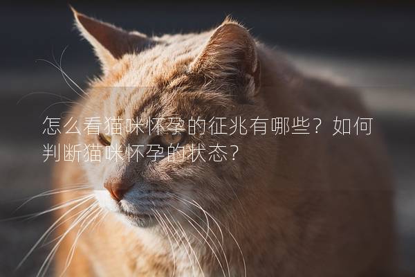 怎么看猫咪怀孕的征兆有哪些？如何判断猫咪怀孕的状态？