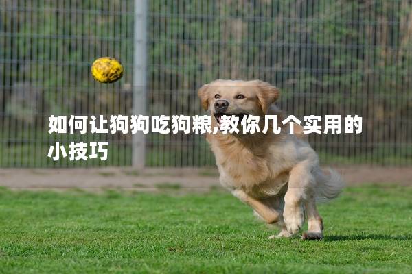 如何让狗狗吃狗粮,教你几个实用的小技巧