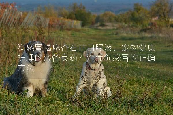 狗感冒喝麻杏石甘口服液，宠物健康护理的必备良药？治疗狗感冒的正确方法