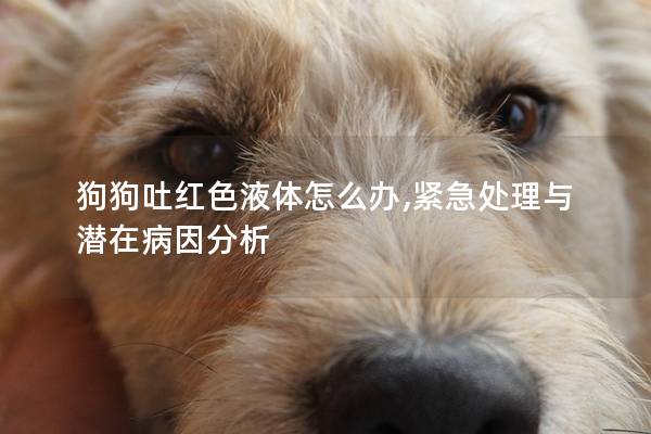 狗狗吐红色液体怎么办,紧急处理与潜在病因分析 狗狗吐红色液体怎么办,紧急处理与潜在病因分析