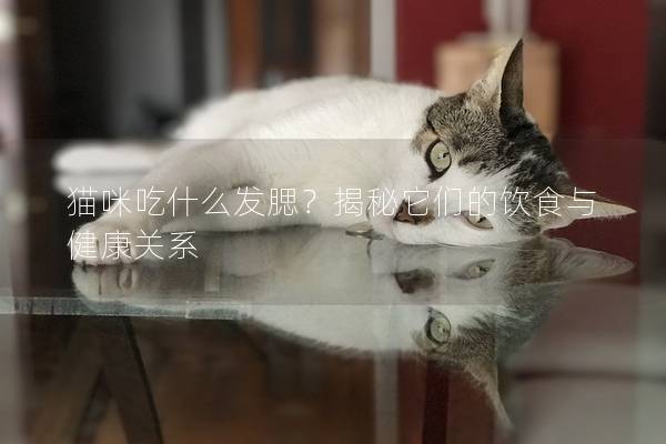 猫咪吃什么发腮？揭秘它们的饮食与健康关系