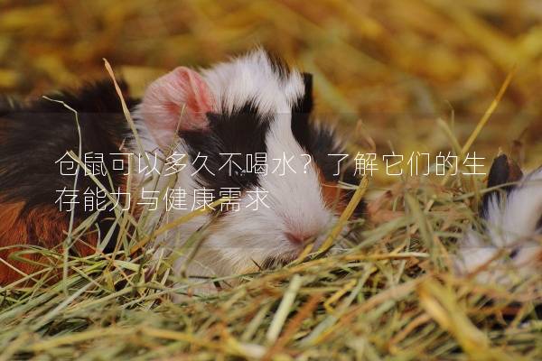 仓鼠可以多久不喝水？了解它们的生存能力与健康需求