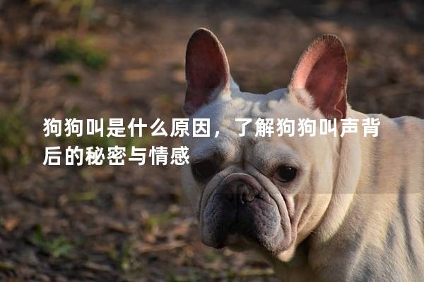 狗狗叫是什么原因，了解狗狗叫声背后的秘密与情感