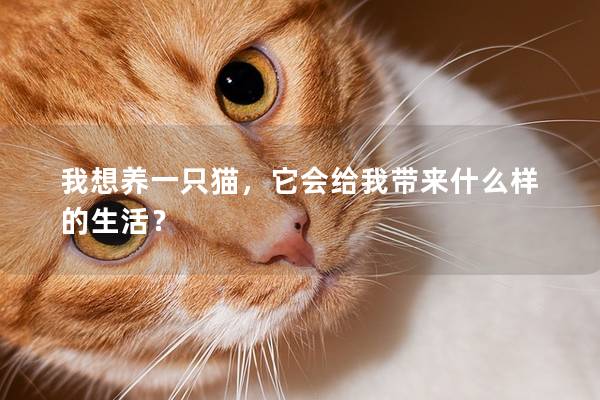 我想养一只猫，它会给我带来什么样的生活？