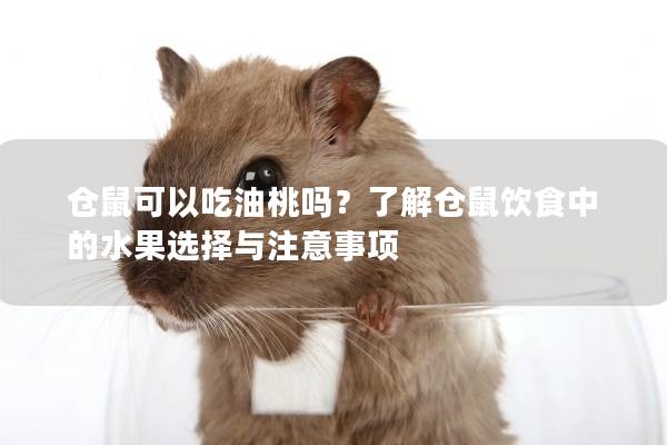 仓鼠可以吃油桃吗？了解仓鼠饮食中的水果选择与注意事项