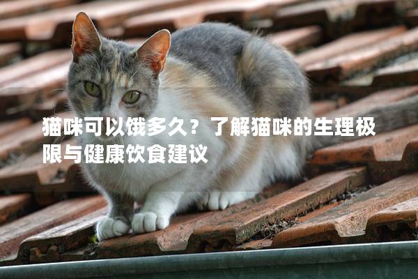 猫咪可以饿多久？了解猫咪的生理极限与健康饮食建议