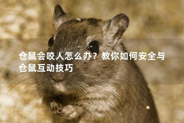 仓鼠会咬人怎么办？教你如何安全与仓鼠互动技巧