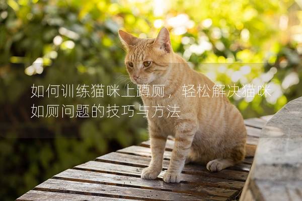 如何训练猫咪上蹲厕，轻松解决猫咪如厕问题的技巧与方法