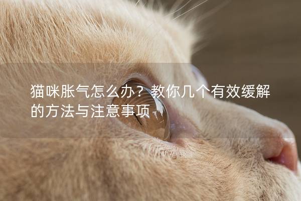 猫咪胀气怎么办？教你几个有效缓解的方法与注意事项
