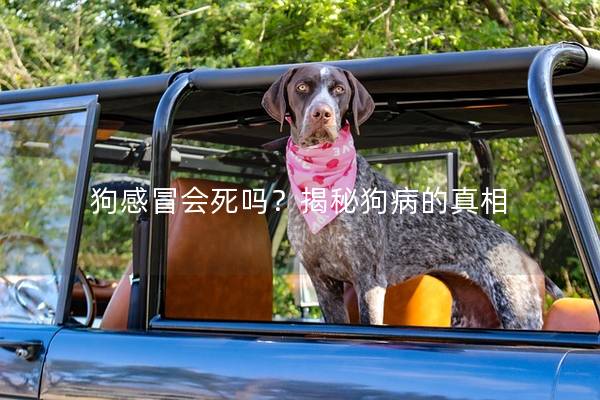 狗感冒会死吗?揭秘狗病的真相 狗感冒会死吗?揭秘狗病的真相