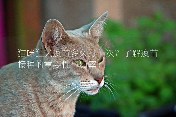 猫咪狂犬疫苗多久打一次？了解疫苗接种的重要性与频率
