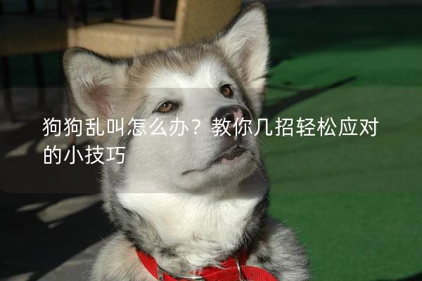 狗狗乱叫怎么办？教你几招轻松应对的小技巧