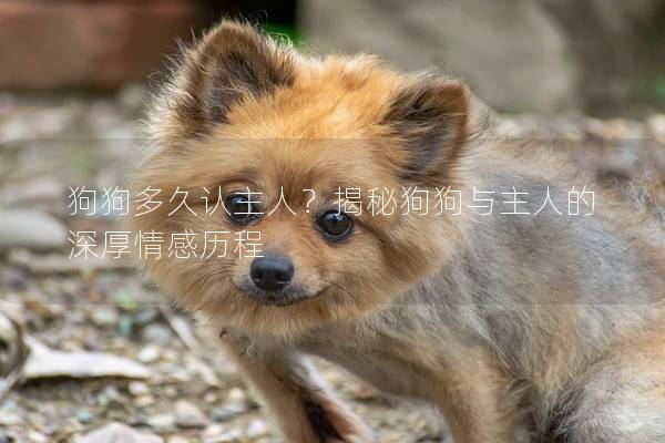 狗狗多久认主人？揭秘狗狗与主人的深厚情感历程
