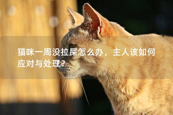猫咪一周没拉屎怎么办，主人该如何应对与处理？