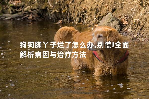 狗狗脚丫子烂了怎么办,别慌!全面解析病因与治疗方法