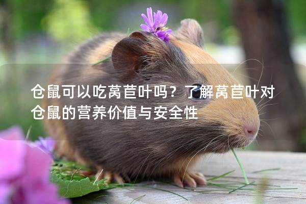 仓鼠可以吃莴苣叶吗？了解莴苣叶对仓鼠的营养价值与安全性