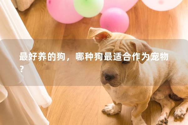 最好养的狗,哪种狗最适合作为宠物? 最好养的狗,哪种狗最适合作为宠物?