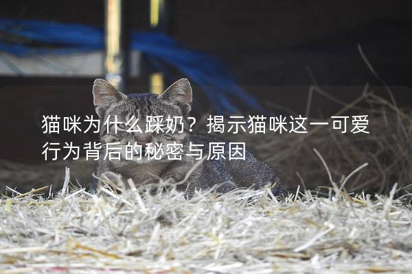 猫咪为什么踩奶？揭示猫咪这一可爱行为背后的秘密与原因