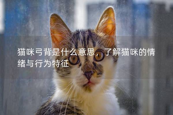 猫咪弓背是什么意思，了解猫咪的情绪与行为特征