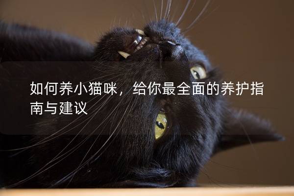 如何养小猫咪，给你最全面的养护指南与建议