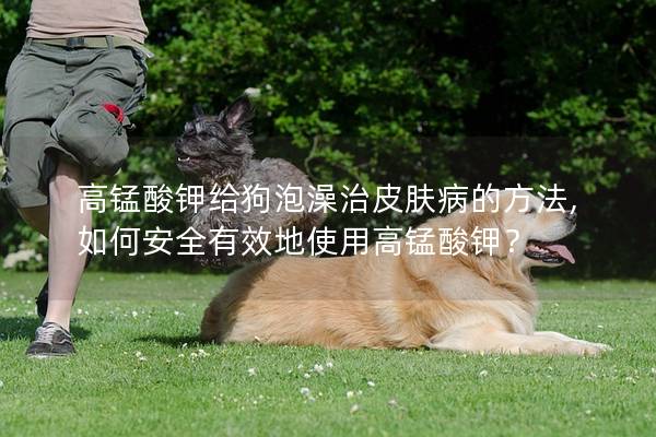 高锰酸钾给狗泡澡治皮肤病的方法, 如何安全有效地使用高锰酸钾? 高锰酸钾给狗泡澡治皮肤病的方法, 如何安全有效地使用高锰酸钾?