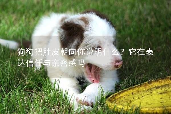 狗狗把肚皮朝向你说明什么？它在表达信任与亲密感吗