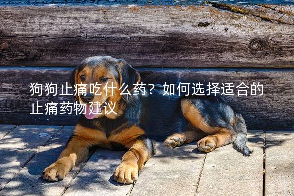 狗狗止痛吃什么药？如何选择适合的止痛药物建议