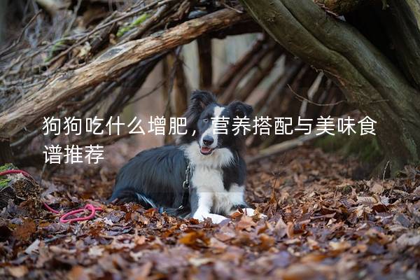 狗狗吃什么增肥，营养搭配与美味食谱推荐