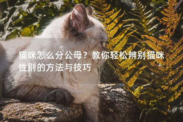 猫咪怎么分公母？教你轻松辨别猫咪性别的方法与技巧