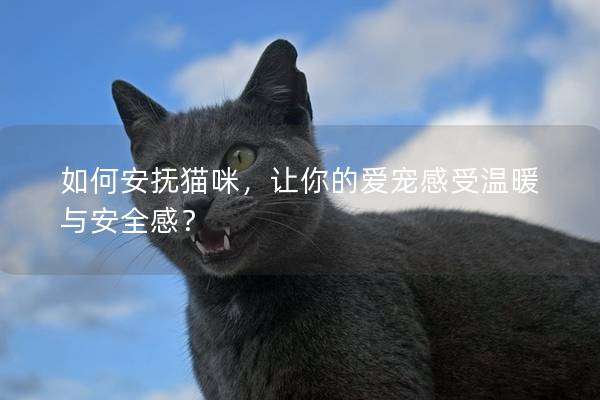 如何安抚猫咪，让你的爱宠感受温暖与安全感？