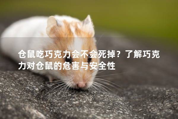 仓鼠吃巧克力会不会死掉？了解巧克力对仓鼠的危害与安全性