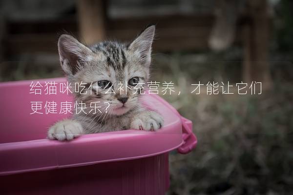 给猫咪吃什么补充营养，才能让它们更健康快乐？