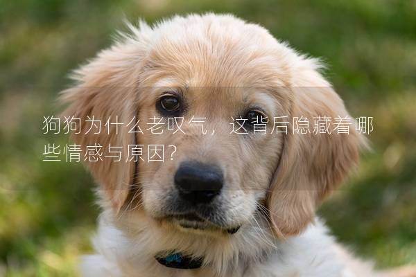 狗狗为什么老叹气，这背后隐藏着哪些情感与原因？