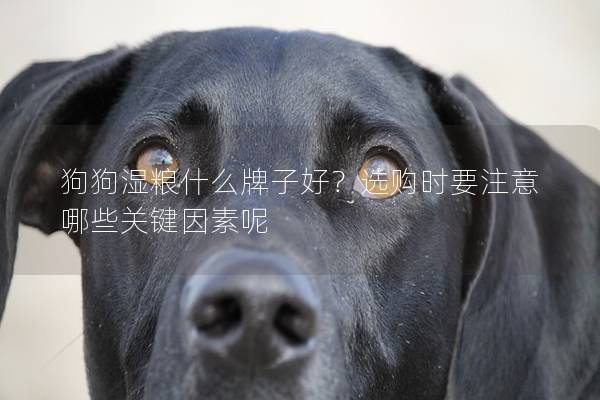 狗狗湿粮什么牌子好？选购时要注意哪些关键因素呢
