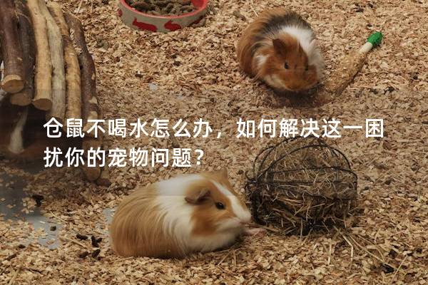 仓鼠不喝水怎么办,如何解决这一困扰你的宠物问题? 仓鼠不喝水怎么办,如何解决这一困扰你的宠物问题?