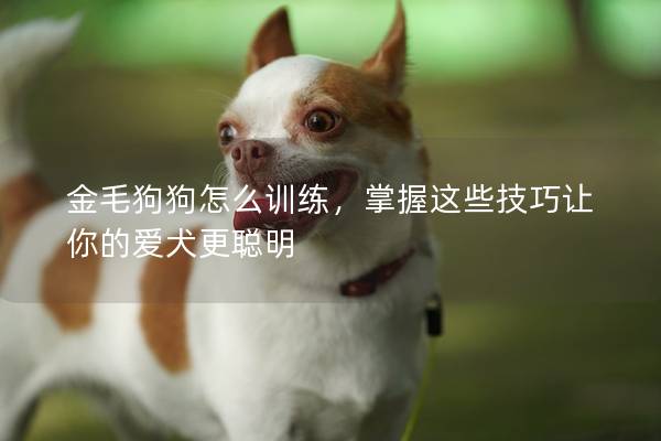 金毛狗狗怎么训练,掌握这些技巧让你的爱犬更聪明 金毛狗狗怎么训练,掌握这些技巧让你的爱犬更聪明