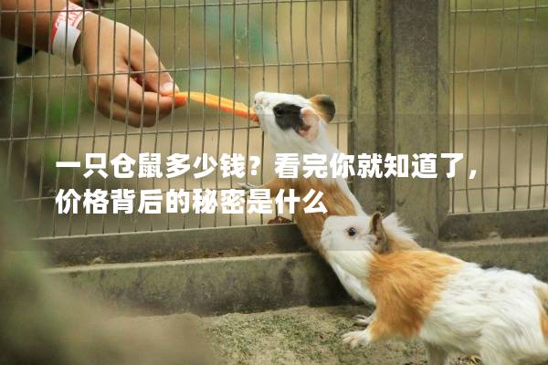 一只仓鼠多少钱？看完你就知道了，价格背后的秘密是什么