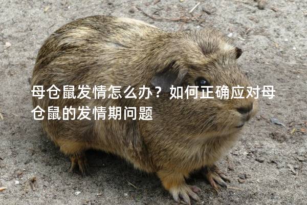 母仓鼠发情怎么办？如何正确应对母仓鼠的发情期问题